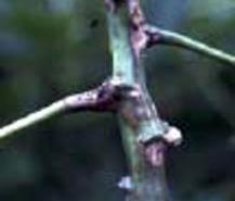 Cancers of cassava anthracnose disease (Glomerella manihotis)on stem . © www.iita.org
