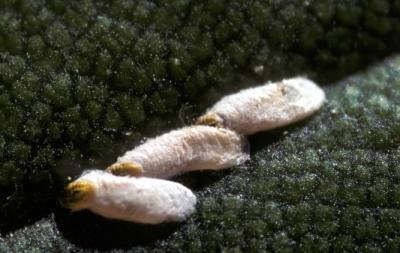 Scale insect. This is not the cassava scale, but an armored scale (related species) . © USDA ARS, Bugwood.org