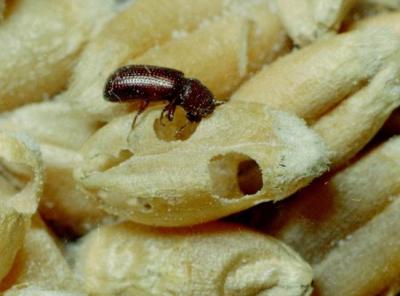Lesser grain borer (Rhyzopertha dominica). Adults are 2-3 mm in length and reddish-brown in colour (shown on wheat grains). © Clemson University - USDA Cooperative Extension Slide Series, United States, bugwood.org