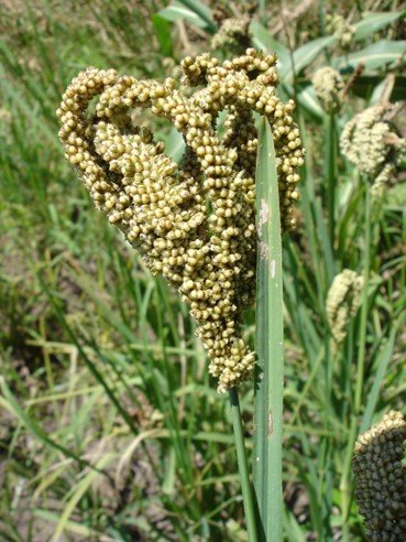 Finger millet. © Maundu 2005