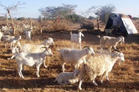Angora and Galla goats. © Anne Bruntse, BioVision