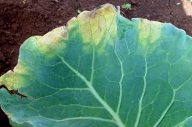 Bacterial black rot Black rot on cabbage. Characteristic yellowish V-shaped areas at the leaf margin, sites of infection by black rot, Xanthomonas campestris pv. campestris. © A. M. Varela, icipe
