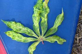 Cassava plant showing severe symptoms of the African Cassava Mosaic Disease (ACMD). © A.A. Seif, icipe