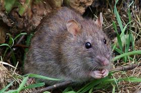 Wild Rat. © Reg Mckenna, wikipedia