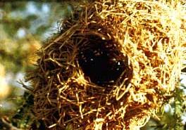 Red-Billed Quelae Bird Nest The nest is made in the form of a pouch with a roof and an entrance near the top. The male is responsible for the construction which is completed by a remarkable technique of weaving strips of grass back and forth to form a mesh-like structure. This is why the quelea bird is called a 'weaver bird'. If the nest is accepted by a female, she will enter and in due course produce a clutch of three eggs. © Courtesy EcoPort (http://www.ecoport.org) : C.Elliott