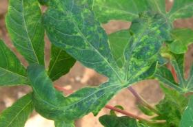 African Cassava Mosaic Virus symptoms. © A.A. Seif, icipe