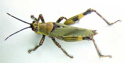 Variegated grasshopper (Zonocerus variegatus) . © Georg Goergen (Courtesy of EcoPort, www.ecoport.org)