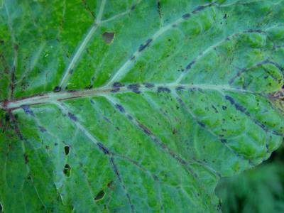 Bacterial black rot on kales . © A. M. Varela, icipe