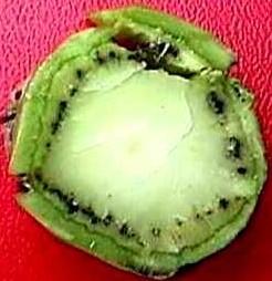 Bacterial black rot. Note blackening of water-conducting tissues of the stem. © A. M. Varela, icipe