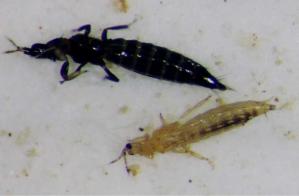 Close-up of thrips 
