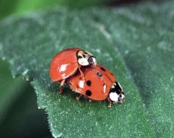 Adult ladybirds mating