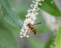 Hover fly adult