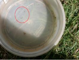 Anopheles larvae sampled from an unused swimming pool (Malindi)