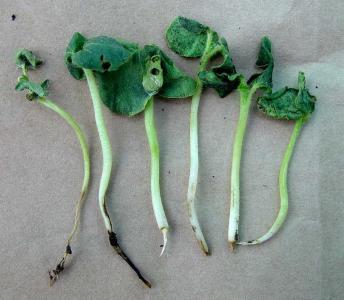 Okra seedlings affected by damping-off