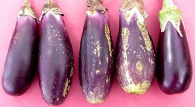 Thrips damage on eggplant