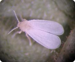 Adult of the greenhouse whitefly