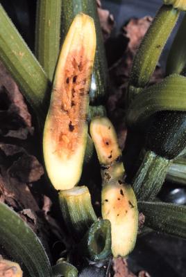 Internal fruit fly damage symptoms on courgette