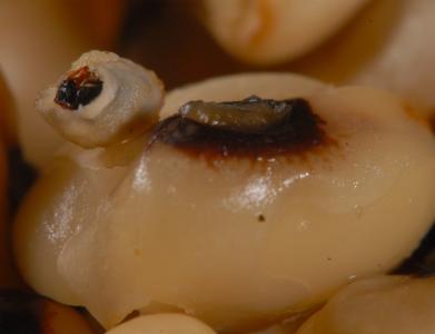 Pupa of the cowpea seed beetle