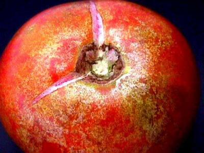 Fruit damaged by spider mites