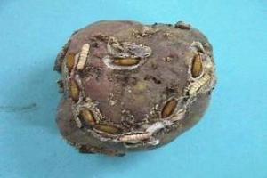 Pupae of the potato tuber moth on potato tuber.