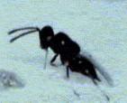 Parasitic wasp 