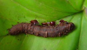 Ants attacking a cutworm caterpillar