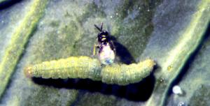 Parasitic wasp Oomyzus 