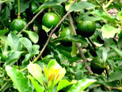 Healthy avocado fruits on a tree.
