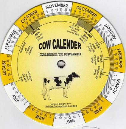 Cow calendar