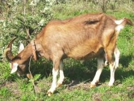 Milk goat in poor condition