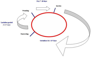 Sow production cycle