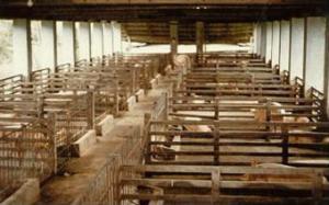 Sows in group housing on a large farm