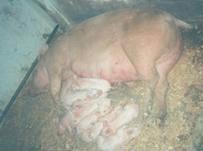 A sow with her two-day-old litter of piglets resting after suckling