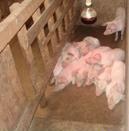 Piglets in creep area warmed by an infra red bulb