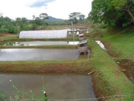 Tilapia and Catfish farming integrated with poultry