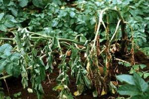 Bacterial wilt symptoms on potato plants