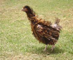 Frizzled feathered chicken