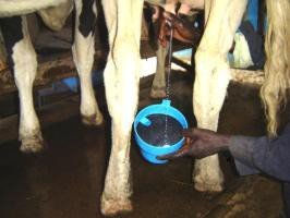 Use of strip cup for testing Mastitis