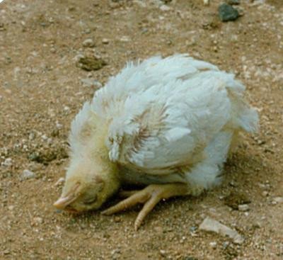 Newcastle disease in a broiler chick: twisted head
