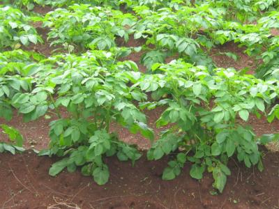 Potato mother plants widely spaced 