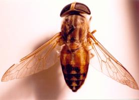 Tabanid fly