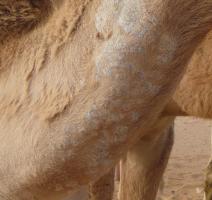 Detail of mange on neck of camel