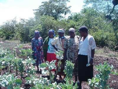 Kale . Small scale farmers inspecting a kale crop.