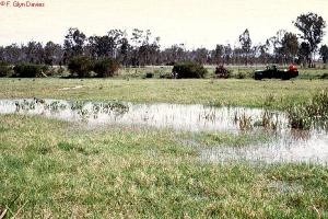 Widespread flooding causing mosquito eggs to hatch