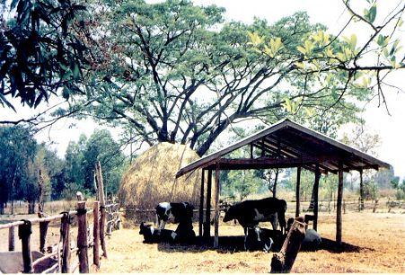 Cattle housing