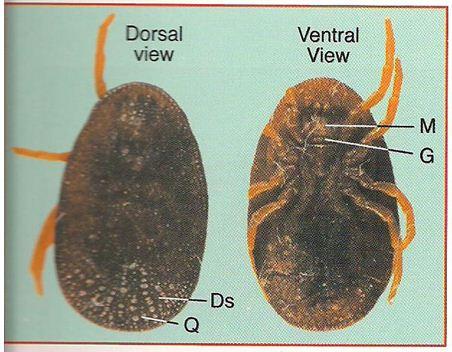 Soft ticks 