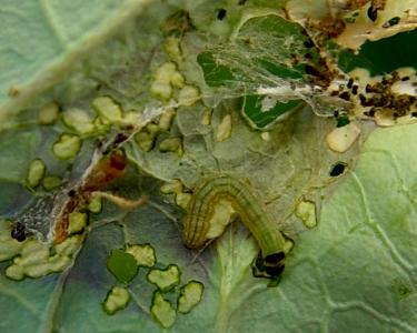 Cabbage webworm caterpillar