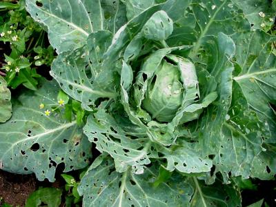 Cabbage damaged by diamondback moth