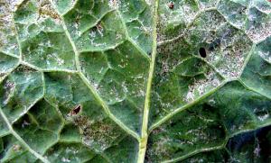 Thrips damage on lower leaf surface