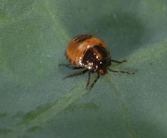 Third instar nymph 